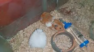 Rex Hamster + Syrian Hamster