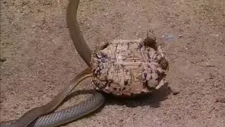The Rare Case of Nature Snake vs Turtle Hunting