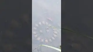 Третий свечку держит. Автор видео: @luckystarfei  #комментарии #юмор #мемы