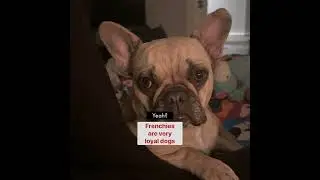 Frenchie Facts #frenchie #facts #dogdad #youtube