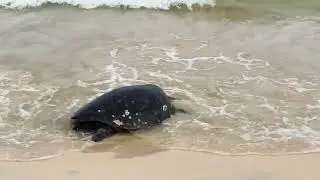 The green turtles nesting at a beach on Floreana Island, Galapagos