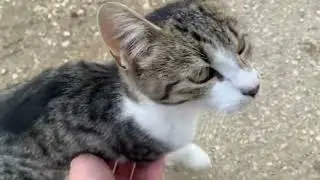 Játékos kiscicák 🐱🐱