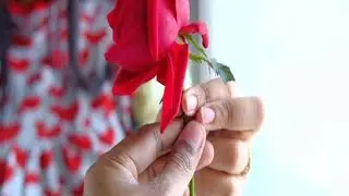 Happy Rose Day Status Whatsapp Status 2022🌹Happy Rose Day😍7th Feb Status💕Valentine Special Day 2022😘