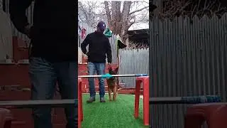 basic obedience dog training german shepherd #jump #shorts #dogobedience #germanshepheard