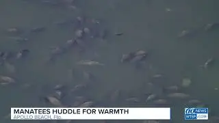 Manatees huddle at TECO Big Bend Power Plant; Apollo Beach, Florida