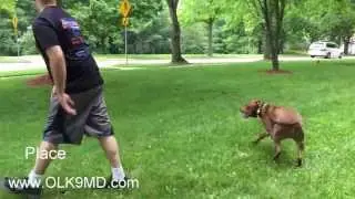High Prey Drive Pit Bull; learns obedience with Off Leash K9 Training, Maryland