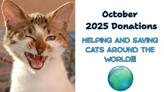 October 2025 Donations, saving cats one paw at a time