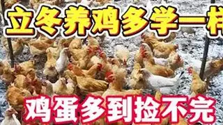 ##养鸡小妙招
