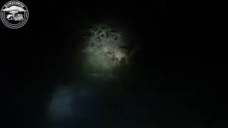 Nyalas and Impalas in Mantuma Camp in the uMkhuze Game Reserve