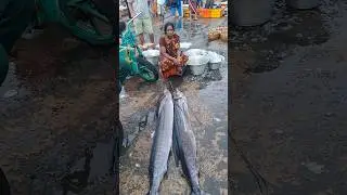 💥🐠 Kasimedu Biggest Mayil Kola fish low price | Kasimedu fish market #fish #kolafish #shorts #viral