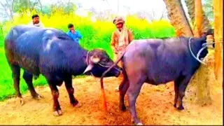 Big Buffalo Cross Meeting process
