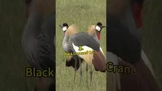 5 Different Types of Cranes 😲 | Crazy Facts | Amazing Facts | Cute Animal Facts