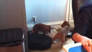 Puppy playtime at Conjunctured