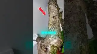 Top 5 Animals With insane Camouflage Skills