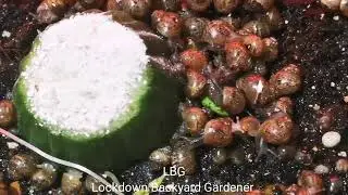What I feed 4 weeks old African land Snails