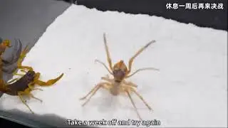 Camel Spider vs Scorpion - THE FINAL BATTLE