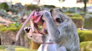 Unbelievable! Young Mother is trying to Carry adorable baby monkey with worng | BBC Natural Animals