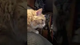 2021 09 26 23 29 03   Oranjello disapproves of Harrison Ford's voiceovers in Blade Runner
