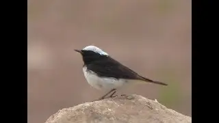 Cyprus birding