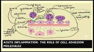 ROLE OF CELL ADHESION MOLECULES IN INFLAMMATION