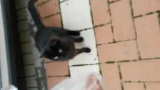 Ali kitten 