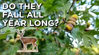 When Do Oak Trees Actually Drop Acorns?