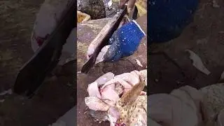subscribe #chennai #fish #fishing #cutting #marine #aqua #catch #sea #tasty #tamil #food #catching