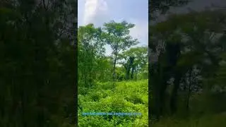 Horrible jungle in kusiargaon , Araria #shorts #horrorstories #jungle #trending #trend #trip