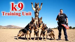&ldquo;Unbelievable K9 Dog Training Teamwork 🐕🔥 | German Shepherds Show Perfect Balance & Discipline!&rdquo;