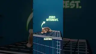 Мышиная утопия &ndash; крах идеального мира 🐭🏙️