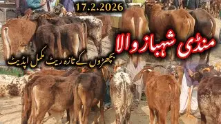 Mandi Shahbaz Wala Bachre Rate Update 2026 | Qavi Baba Bahawalnagar Mandi