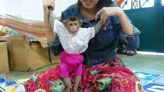 Baby Monkey Mori So Much Cute When Wear New Clothes To Join Meal With Boy Friend