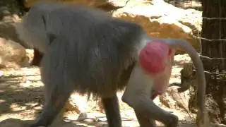 Monkey at the Zoo Israel Ramat Gan for Kids