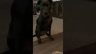 Cool hack to get your picky dog to eat pills 💊 !