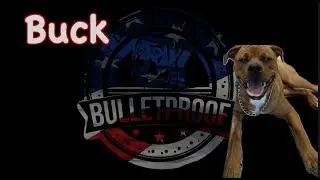 Buck's 21 Day Transformation | American Bulldog x Rottweiler #cincinnati #dogtrainer #offleash