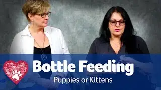 Puppy and Kitten Bottle Feeding Tips: Pet Care Pro Show