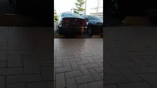 Monkey climbing car  🇧🇷🧭 Gangnam Style. ☯️ Psy