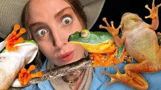 5 esp&egrave;ces de grenouilles &eacute;tonnantes que vous trouverez dans les for&ecirc;ts tropicales du Costa Rica