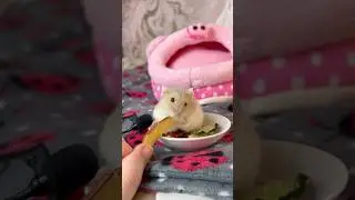 Miss. Jelly Tot eating a Apple Treat A.S.M.R 🍏 #shorts #hamsters #hamster #pets #pet