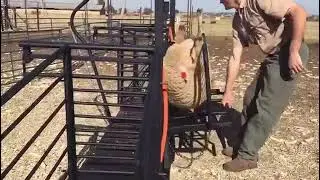 Algar Ind BK  Sheep Equipment