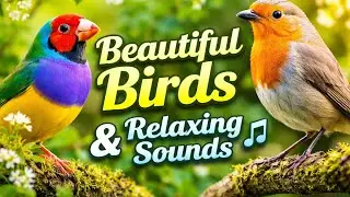 Amazing Birds with Peaceful Sounds 🐦