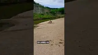 #둥이앤앵두 #DungiAndAengdoo #둥이 #강아지 #dog #puppy #sandspa #doglife #happydog #dogstagram