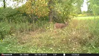 First Big 8 point To Show Up To The Property September 9th 2019