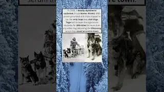 Togo the Sled Dog The Real Hero of Nome 🐕❄️