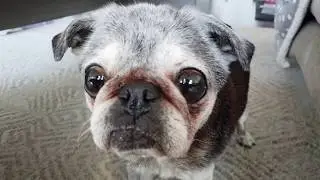 Maitake mushroom pasta - lunch with my pug