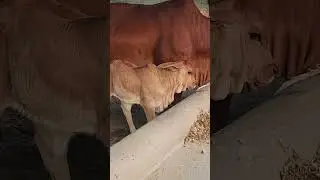 Brahman Calves In pakistan #cow #cattle #pakdairy #brahmanbull