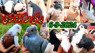 Layyah Kabootar Mandi Updated | Karbali Fancy Breads Shrazi Rangen Khal Bhura Pigeon Famous Market