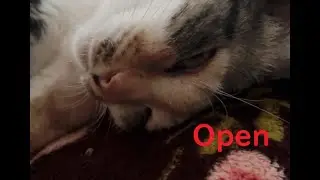 Cat with open eyes【Stella】