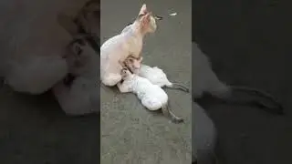 #cats #cat #motherhood #viral #shorts #viralshorts #ytshorts #subscribe