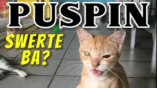 Kagandahan Ng Pag-aalaga Ng Puspin o Pusang Pinoy